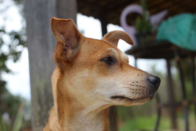 Dia Mundial do Cachorro: 10 fatos sobre o vira-lata caramelo, o ...