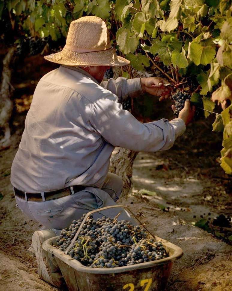 Chap&eacute;u na cabe&ccedil;a, tesoura nas m&atilde;os: partiu colher uvas!