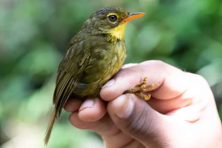 Expedição em Madagascar localizou pássaro Bernieria tenebrosa (Dusky Tetraka) não visto há mais de 20 anos