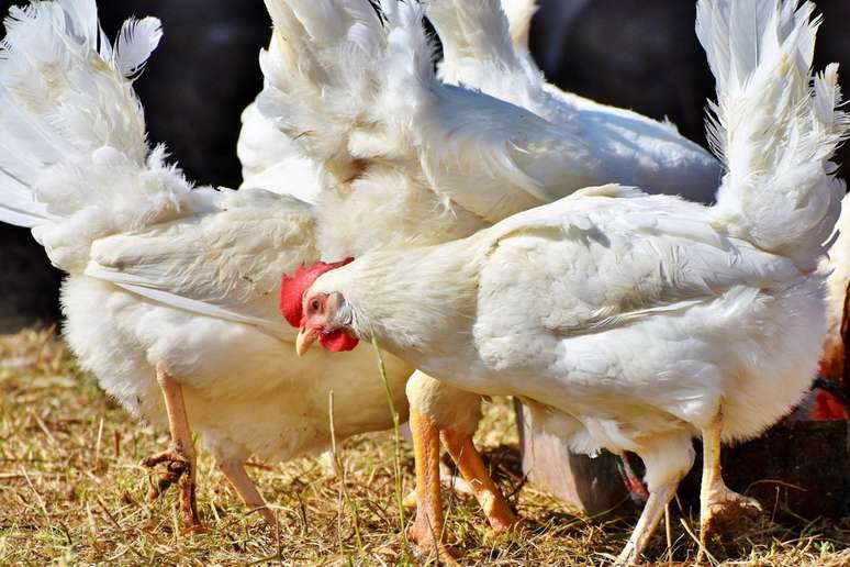 A suspensão das exportações de carne de frango atende a normas sanitárias internacionais