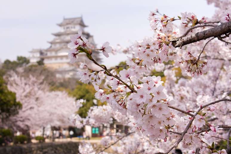 Por duas semanas do ano, o Japão é tomado por tons de rosa das cerejeiras.