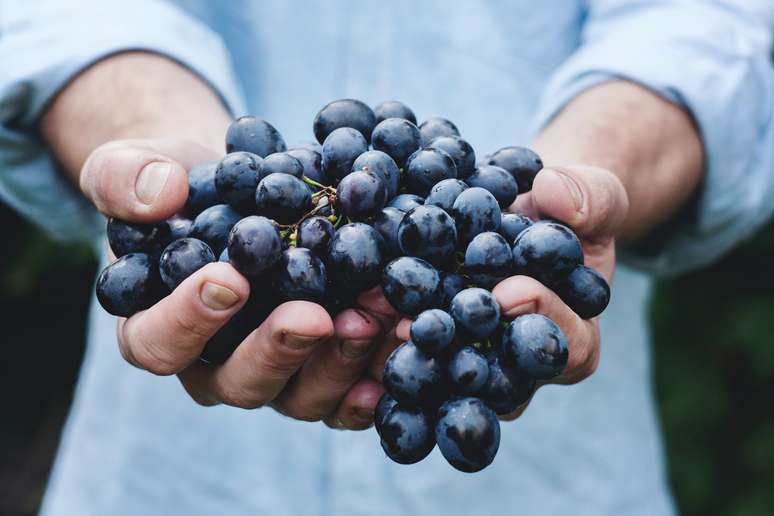 Vindima: a época de colheita das uvas.