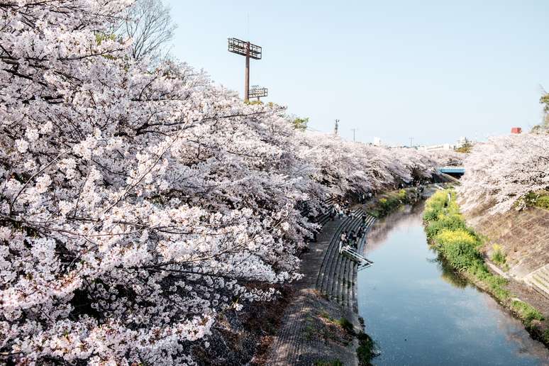 O rio Yamazaki na época das flores de cerejeira. Crédito: