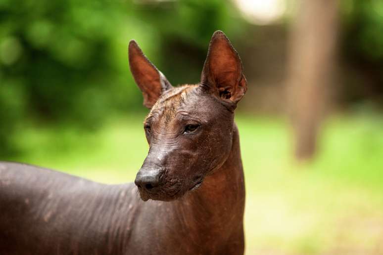 Raça de cachorro americano: conheça 7 deles