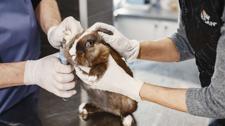Governo do Reino Unido libera teste em animais para cosméticos após 25 anos de proibição