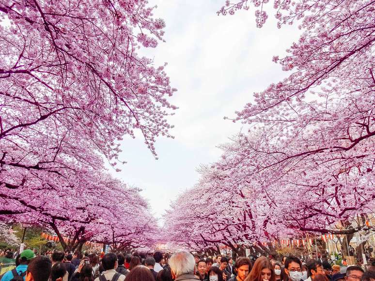O Ueno Park é um dos destinos mais cobiçados para apreciar as cerejeiras em Tóquio.