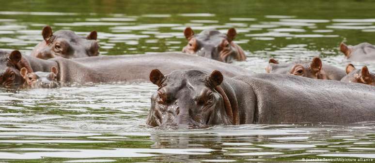 Hipop&oacute;tamos de Pablo Escobar encontraram habitat favor&aacute;vel na Col&ocirc;mbia 