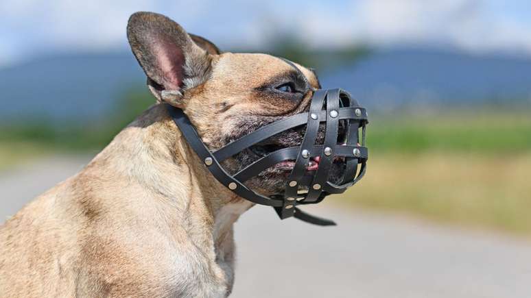 Saber quando usar a focinheira no seu cão pode ajudar a manter ele, outros animais ou pessoas a ficarem mais seguros -