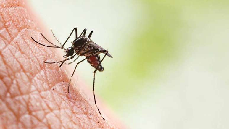 Anvisa approves the 1st dengue vaccine for widespread use in the population;  efficacy in studies was 80%