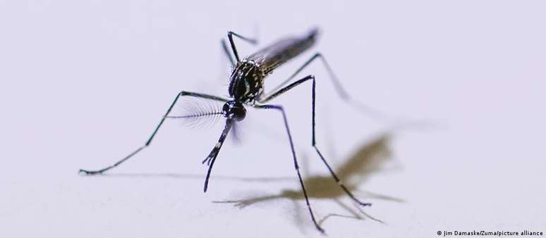 Dengue &eacute; transmitida pelo mosquito Aedes aegypti