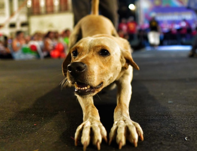 Cachorrinho caramelo que viralizou no carnaval de Recife é adotado