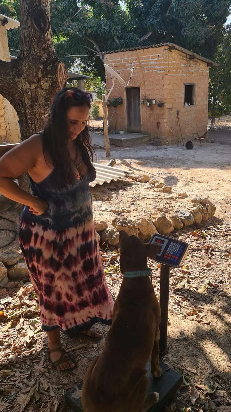 Cachorro sendo pesado antes da cirurgia de castra&ccedil;&atilde;o; administra&ccedil;&atilde;o de anestesia &eacute; baseada no peso de cada animal