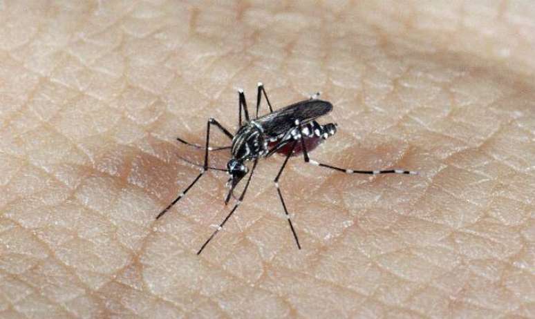 Mosquito Aedes aegypti é transmissor da dengue e outras arboviroses