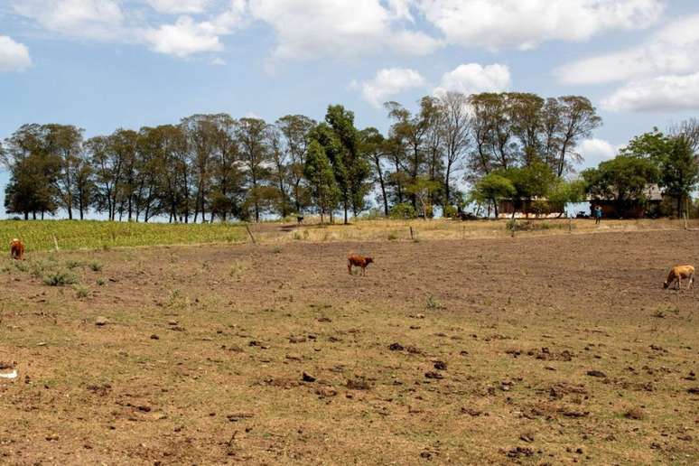 The lack of rain affects many cities in Rio Grande do Sul;  2023 could be the third consecutive year of drought in the state