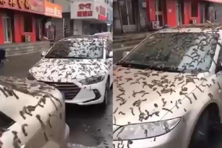 Esta foi a misteriosa "chuva de vermes" na China
