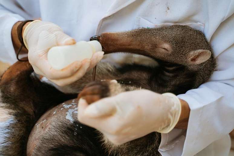 Os veterinários e biólogos do projeto TamanduASAS resgatam e reabilitam tamanduás que sobrevivem aos acidentes nas estradas