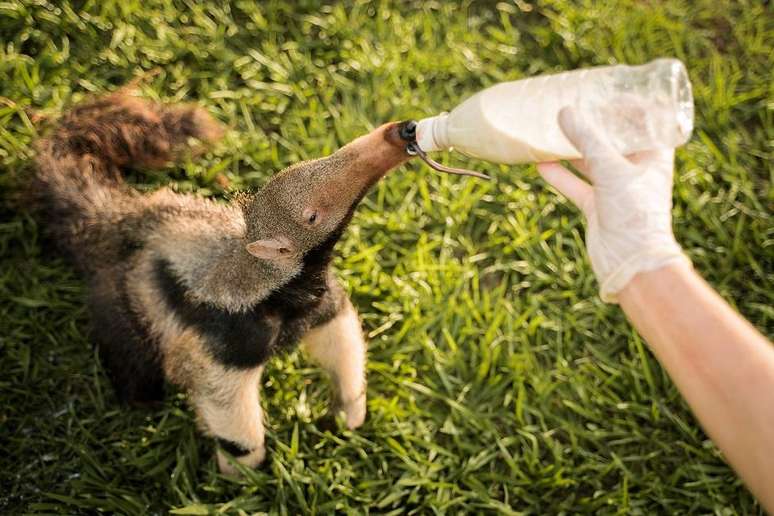 Projeto precisou entender o comportamento dos animais