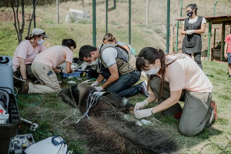 Veterinários e biólogos do projeto TamanduaASAS