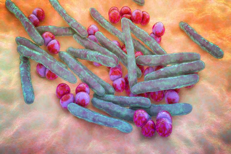 Exames laboratoriais ajudam a detectar o DNA da bactéria que causa a doença 