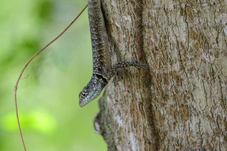 Estudo mostrou que o lagarto sul-americano Tropidurus torquatus está atingindo o tamanho adulto dois anos antes