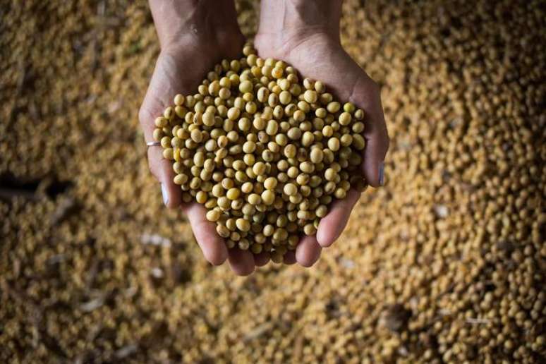 Soja e milho devem ter safra recorde