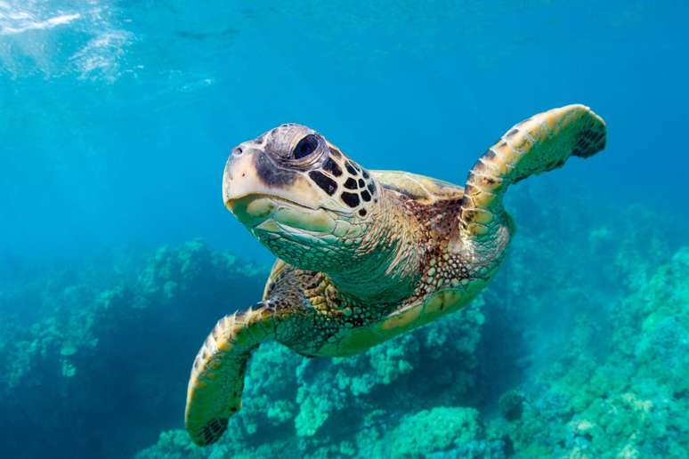 Em quelônios, como as tartarugas marinhas, o sexo dos filhotes depende da temperatura da areia onde os ovos são colocados