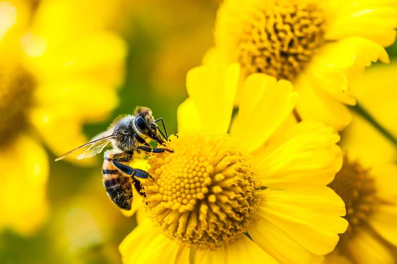 O aumento da temperatura está levando a perdas cognitivas em algumas espécies de abelhas