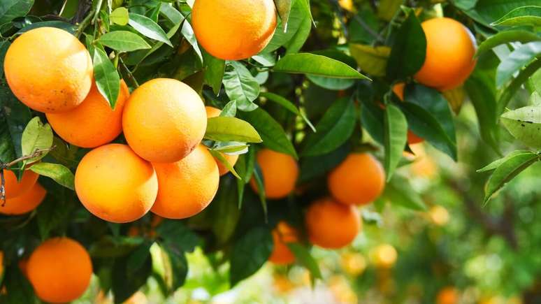 Laranja - Shutterstock