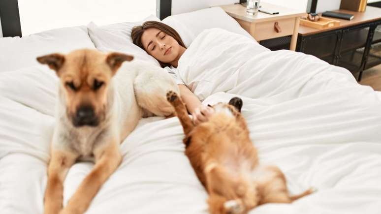 Descubra agora se pets podem dormir ou não na cama de seus tutores -