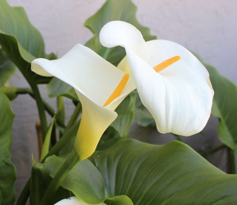 L&iacute;rio - Jeffry