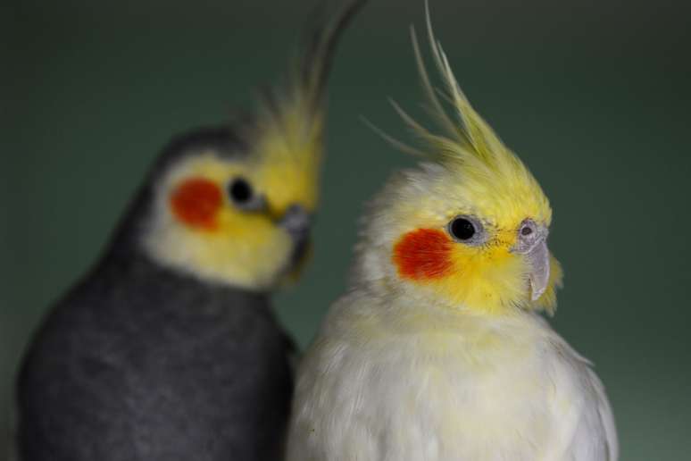 A ado&ccedil;&atilde;o de uma calopsita &eacute; permitida apenas a partir de fontes legais 