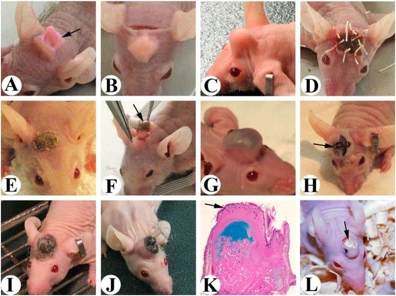 Esta figura de um estudo anterior mostra o processo de crescimento de “minichifres” em camundongos.