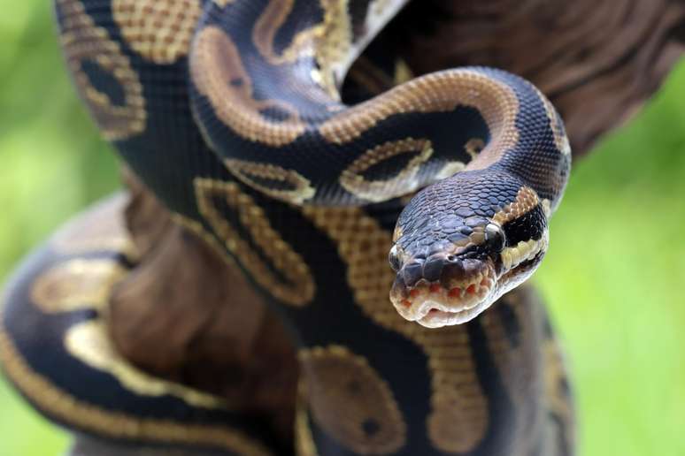 Mais de 18.000 cobras foram removidas desde 2000 na Flórida