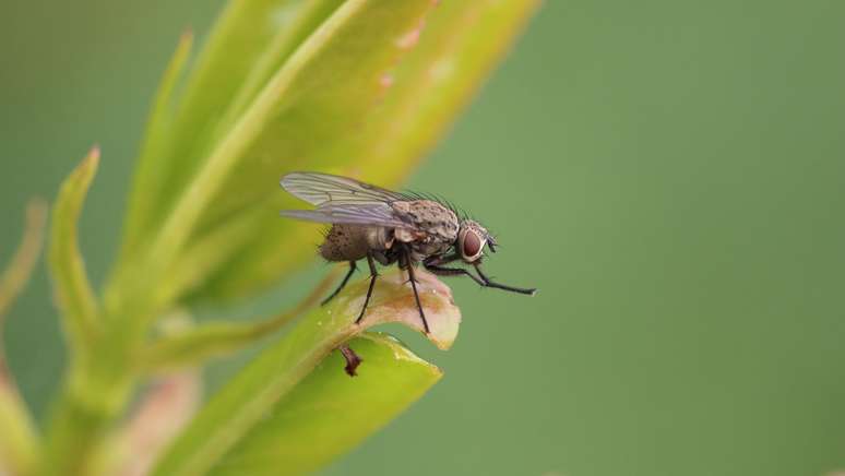 O ozônio corrompe drasticamente o comportamento de acasalamento das moscas