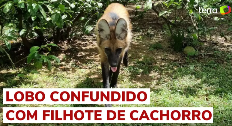 O lobo-guará está na lista de animais ameaçados de extinção no Brasil