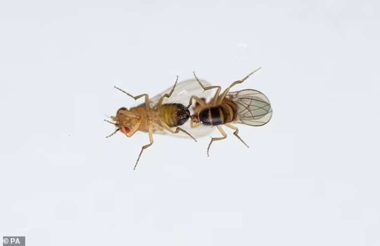 Cientistas sentiram que as moscas 'não conseguiam distinguir' entre fêmeas e machos