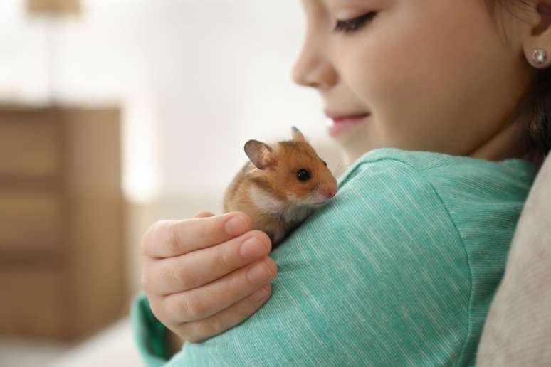 Além de fofos, os hamsters são companhias para crianças 