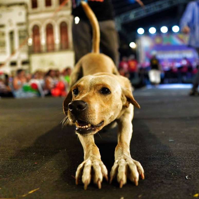 Mutt who rose to fame after appearing in a Marina Sena show is adopted