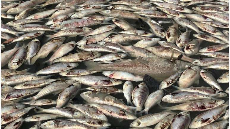 What could have caused the death of millions of fish in an Australian city