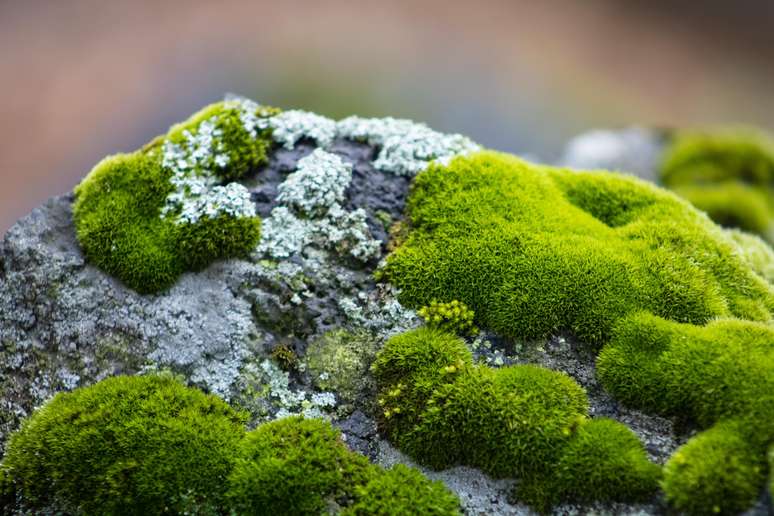 Does the moss that forms in the pot damage the plants?