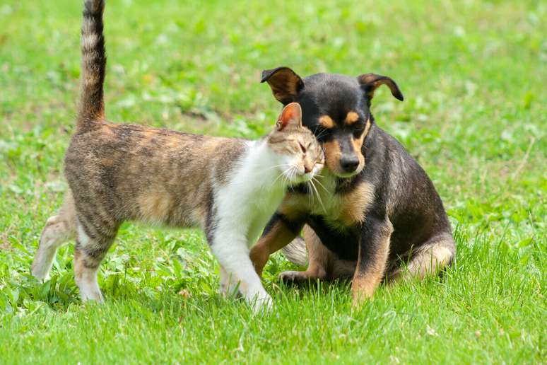 Alimentação equilibrada garante aos pets uma vida saudável e feliz