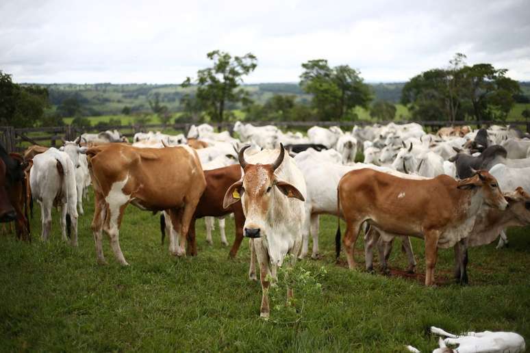 O PIB do setor pecuário registrou alta de 2%, valor insuficente para compensar as perdas do ramo agrícola