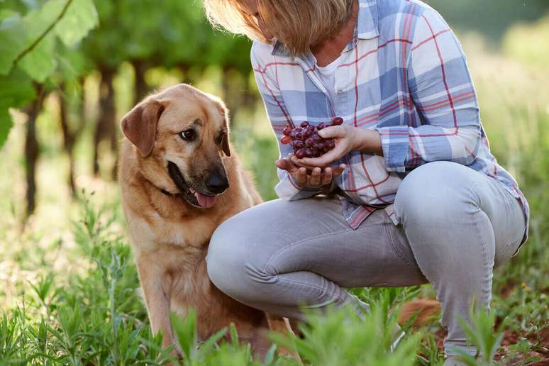 Uvas podem causar insuficiência renal aguda em cães e gatos 