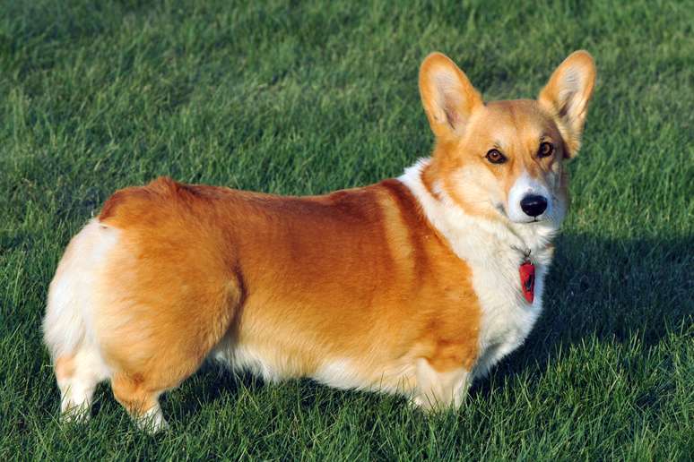 As bundas de corgi são flutuantes porque têm 80% de gordura em seus corpos.