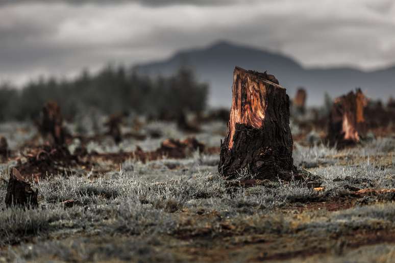 Queimadas e remoção de vegetação caracterizam o desmatamento 