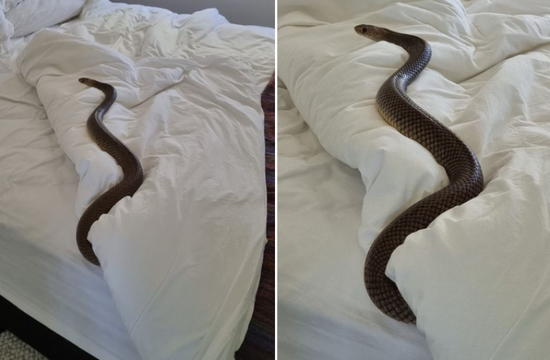 Mulher encontra 2ª cobra mais venenosa do mundo em sua cama na