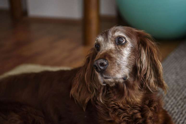 Cachorros idosos possuem algumas limitações, por isso é necessário adaptar suas rotinas 