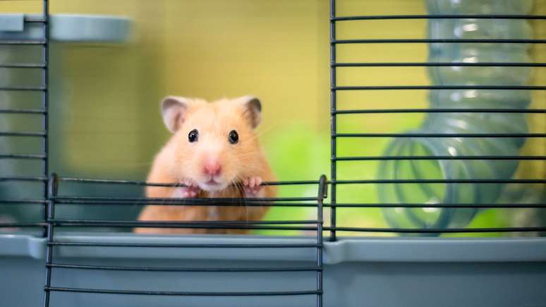 Apesar de serem pequenos, os hamsters demandam bastante cuidado –