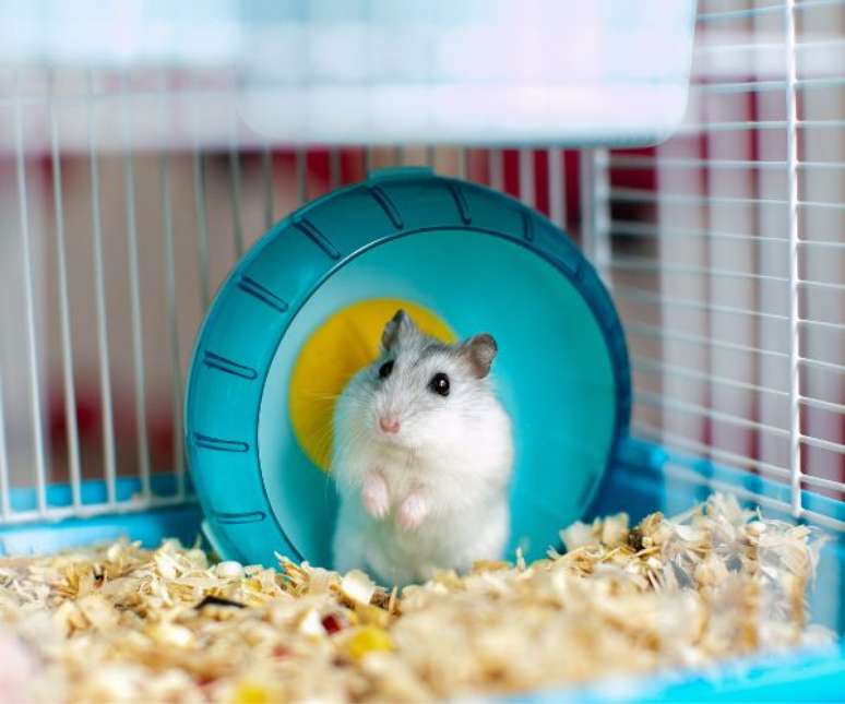 Uma gaiola limpinha e com os acessórios necessários é muito importante para o bem-estar de um hamster –