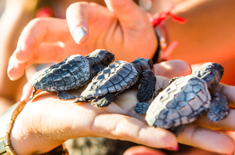 O Costa do Sau&iacute;pe possui uma parceria com o Projeto Tamar